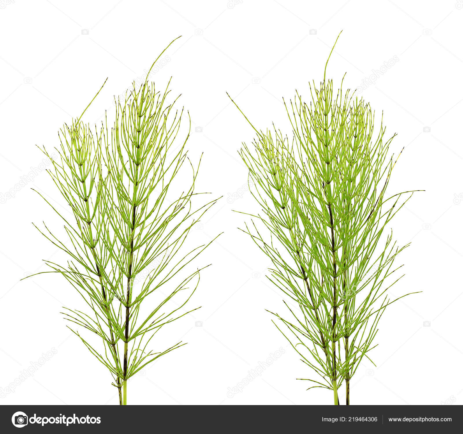 Imagenes de cola de caballo planta medicinal