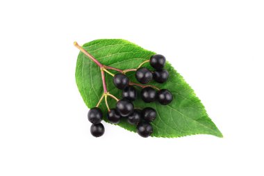 İzole mürver (yaşlı veya mürver) Berry.