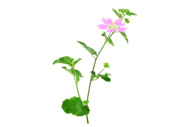 Althaea Officinalis tıbbi bitki bitki. Ayrıca bataklık ebegümecinin, bataklık ebegümecinin veya ortak Marshmallow. Beyaz arka plan üzerinde izole.