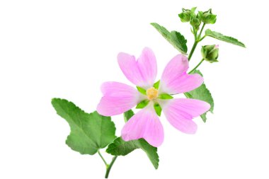 Althaea Officinalis tıbbi bitki bitki. Ayrıca bataklık ebegümecinin, bataklık ebegümecinin veya ortak Marshmallow. Beyaz arka plan üzerinde izole.