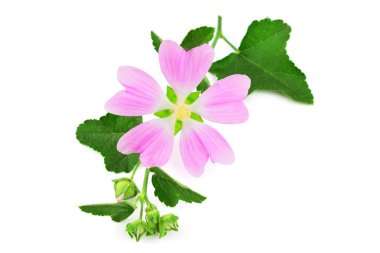 Althaea Officinalis tıbbi bitki bitki. Ayrıca bataklık ebegümecinin, bataklık ebegümecinin veya ortak Marshmallow. Beyaz arka plan üzerinde izole.