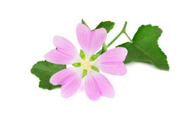 Althaea Officinalis tıbbi bitki bitki. Ayrıca bataklık ebegümecinin, bataklık ebegümecinin veya ortak Marshmallow. Beyaz arka plan üzerinde izole.