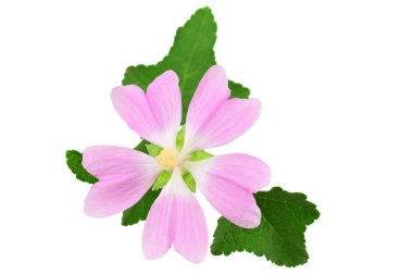 Althaea Officinalis tıbbi bitki bitki. Ayrıca bataklık ebegümecinin, bataklık ebegümecinin veya ortak Marshmallow. Beyaz arka plan üzerinde izole.