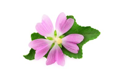 Althaea Officinalis tıbbi bitki bitki. Ayrıca bataklık ebegümecinin, bataklık ebegümecinin veya ortak Marshmallow. Beyaz arka plan üzerinde izole.