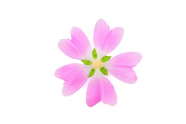 Althaea Officinalis tıbbi bitki bitki. Ayrıca bataklık ebegümecinin, bataklık ebegümecinin veya ortak Marshmallow. Beyaz arka plan üzerinde izole.
