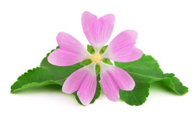 Althaea Officinalis tıbbi bitki bitki. Ayrıca bataklık ebegümecinin, bataklık ebegümecinin veya ortak Marshmallow. Beyaz arka plan üzerinde izole.
