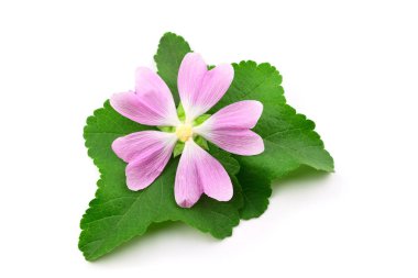 Althaea Officinalis tıbbi bitki bitki. Ayrıca bataklık ebegümecinin, bataklık ebegümecinin veya ortak Marshmallow. Beyaz arka plan üzerinde izole.