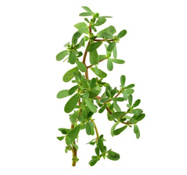 Semizotu veya Semizotu geleneksel Avrupa, Fransız, Meksika, Asya ve Türk salata Snack. Ayrıca vahşi Portulaca Oleracea, ortak semizotu, Verdolaga, kırmızı kök, Olimpiyatlarından. Beyaz arka plan üzerinde izole.