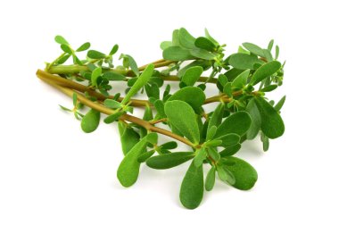 Semizotu veya Semizotu geleneksel Avrupa, Fransız, Meksika, Asya ve Türk salata Snack. Ayrıca vahşi Portulaca Oleracea, ortak semizotu, Verdolaga, kırmızı kök, Olimpiyatlarından. Beyaz arka plan üzerinde izole.