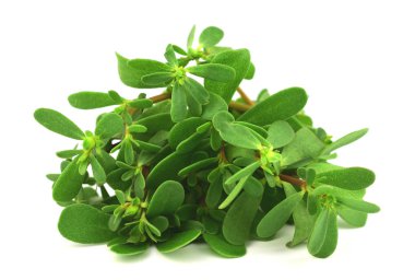 Semizotu veya Semizotu geleneksel Avrupa, Fransız, Meksika, Asya ve Türk salata Snack. Ayrıca vahşi Portulaca Oleracea, ortak semizotu, Verdolaga, kırmızı kök, Olimpiyatlarından. Beyaz arka plan üzerinde izole.