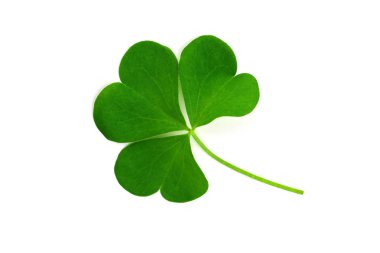 Oxalis Shamrock. Ayrıca ahşap, sarı veya pembe kuzukulağı, Woodsorrel, ahşap-kuzukulağı veya Sourgrass. Beyaz arka plan üzerinde izole.