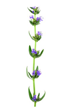 Çördük tıbbi bitki bitki. Ayrıca Hyssopus Officinalis. Beyaz arka plan üzerinde izole.