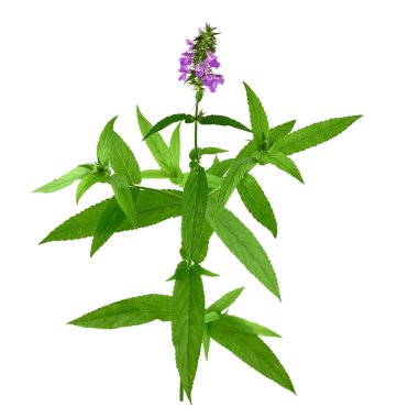 Stachys tıbbi ve mutfak bitki bitki. Ayrıca Hedgenettle, Heal-All, duyulursa, Woundwort, Ahşap Betony, kuzu kulağı, Crosne, Çince veya Japonca enginar, Knotroot. Beyaz arka plan üzerinde izole.