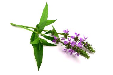 Stachys tıbbi ve mutfak bitki bitki. Ayrıca Hedgenettle, Heal-All, duyulursa, Woundwort, Ahşap Betony, kuzu kulağı, Crosne, Çince veya Japonca enginar, Knotroot. Beyaz arka plan üzerinde izole.