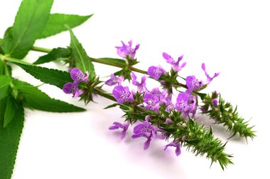 Stachys tıbbi ve mutfak bitki bitki. Ayrıca Hedgenettle, Heal-All, duyulursa, Woundwort, Ahşap Betony, kuzu kulağı, Crosne, Çince veya Japonca enginar, Knotroot. Beyaz arka plan üzerinde izole.
