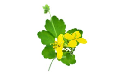 Chelidonium Majus tıbbi bitki. Ayrıca büyük kırlangıçotu, Nipplewort, Swallowwort veya Tetterwort. Beyaz arka plan üzerinde izole.