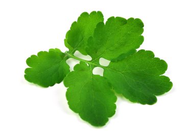 Chelidonium Majus tıbbi bitki. Ayrıca büyük kırlangıçotu, Nipplewort, Swallowwort veya Tetterwort. Beyaz arka plan üzerinde izole.