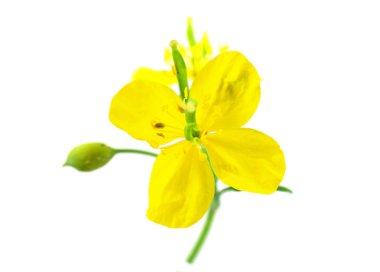 Chelidonium Majus tıbbi bitki. Ayrıca büyük kırlangıçotu, Nipplewort, Swallowwort veya Tetterwort. Beyaz arka plan üzerinde izole.