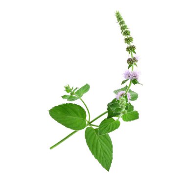 Nane bitkisel bitki makro yakın çekim. Ayrıca Mentha Longifolia Asiatica veya Asya nane. Beyaz arka plan üzerinde izole.