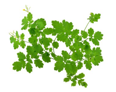 Chelidonium Majus tıbbi bitki. Ayrıca büyük kırlangıçotu, Nipplewort, Swallowwort veya Tetterwort. Beyaz arka plan üzerinde izole.