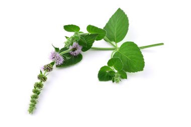 Asya nane bitkisel bitki. Makro yakın çekim. Ayrıca Mentha Longifolia Asiatica. Beyaz arka plan üzerinde izole.