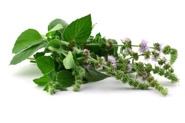 Asya nane bitkisel bitki. Makro yakın çekim. Ayrıca Mentha Longifolia Asiatica. Beyaz arka plan üzerinde izole.