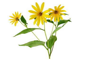 Gündöndü Tuberosus çiçek bitki. Ayrıca elması, Sunroot, Sunchoke, dünya elma veya Topinambour. Beyaz arka plan üzerinde izole.