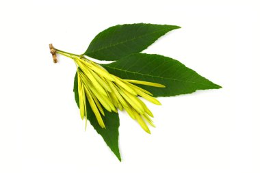 Kül ağaç (Fraxinus) dal, tohum ve yaprakları. Beyaz arka plan üzerinde izole.