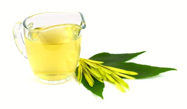 Kül ağaç (Fraxinus) dal, tohum ve infüzyon Extract çay yaprakları. Beyaz arka plan üzerinde izole.