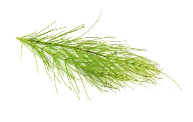 Ortak at kuyruğu tıbbi bitki bitki. Ayrıca Equisetum Arvense. Beyaz arka plan üzerinde izole.