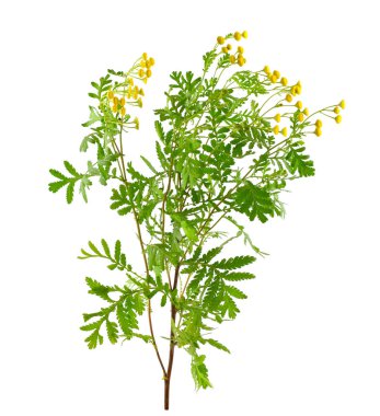 Solucan otu şifalı bitki çiçek bitki. Aynı zamanda Pire otu Vulgare, ortak solucan otu, acı düğmeleri, acı veya altın düğmelerini inek. Böcek kovucu. Beyaz arka plan üzerinde izole.