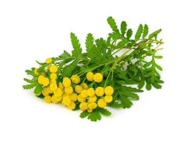 Solucan otu şifalı bitki çiçek bitki. Aynı zamanda Pire otu Vulgare, ortak solucan otu, acı düğmeleri, acı veya altın düğmelerini inek. Böcek kovucu. Beyaz arka plan üzerinde izole.