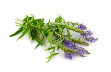 Veronica Longifolia tıbbi bitki bitki. Ayrıca bahçe Speedwell veya Longleaf Speedwell. Beyaz arka plan üzerinde izole.