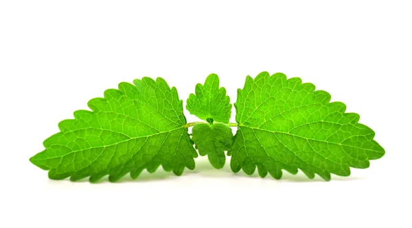 Lemon Balm Melissa Also Melissa Officinalis Common Balm Mint Isolated — Zdjęcie stockowe