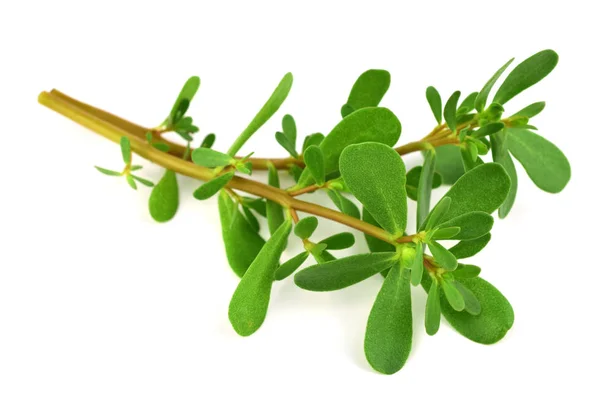 Purslane Semizotu Insalata Tradizionale Europea Francese Messicana Asiatica Turca Snack — Foto Stock