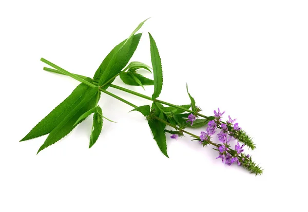 Stachys Medicinal Culinary Herb Plant Também Hedgenettle Heal All Self — Fotografia de Stock