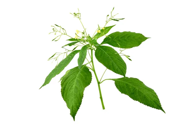 Impatiens Parviflora Planta Medicinal Culinária Também Conhecido Como Small Balsam — Fotografia de Stock