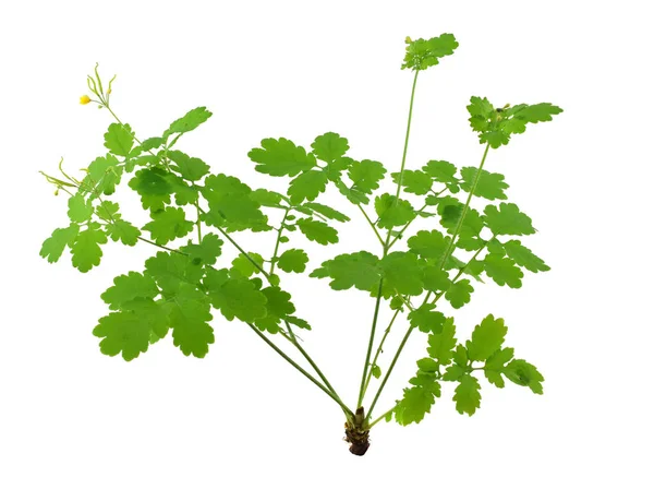 Planta Medicinal Chelidonium Majus Também Greater Celandine Nipplewort Swallowwort Tetterwort — Fotografia de Stock