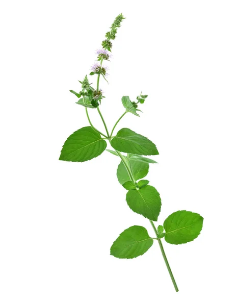 Mint Kruiden Plant Macro Close Ook Mentha Longifolia Asiatica Aziatische — Stockfoto