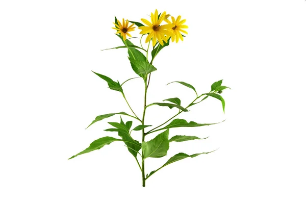 Helianthus Tuberosus Blütenpflanze Auch Jerusalem Artischocke Sonnenwurzel Sonnendrossel Erdapfel Oder — Stockfoto