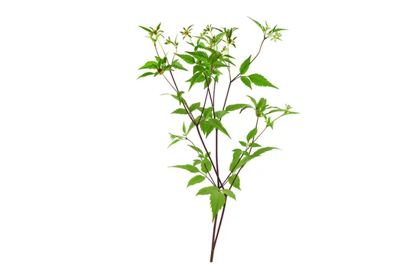 Bidens Frondosa Medicinal Herb Plant Aslo Conhecido Como Devil Beggarticks — Fotografia de Stock
