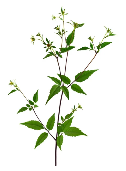 Bidens Frondosa Φυτό Φαρμακευτικό Βότανο Επίσης Γνωστό Beggarticks Του Διαβόλου — Φωτογραφία Αρχείου