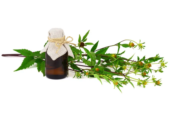 Bidens Frondosa Plant Extract Oil Bottle Also Known Devil Beggarticks — Stock Photo, Image