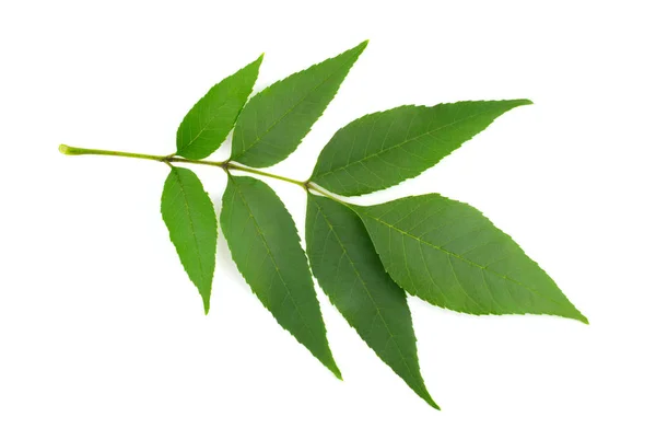 Frêne Fraxinus Brindille Feuilles Isolé Sur Fond Blanc — Photo