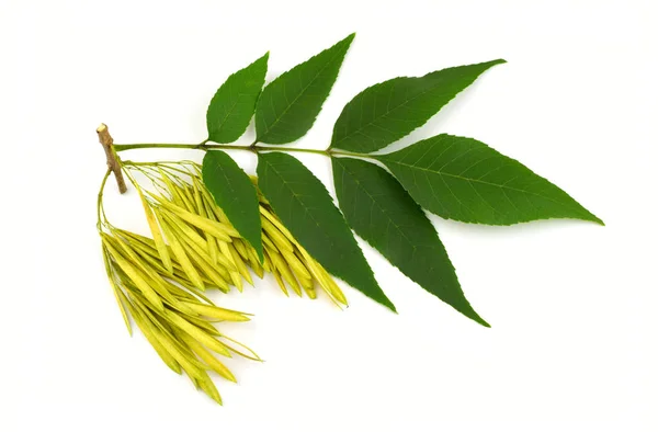 Frêne Fraxinus Brindille Graines Feuilles Isolé Sur Fond Blanc — Photo