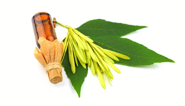 Frêne Fraxinus Brindille Graines Feuilles Avec Une Bouteille Médicinale Isolé — Photo