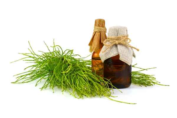 Common Horsetail Medicinal Herb Plant Pharmaceutical Extracted Infusion Tincture Essential — Stock Photo, Image