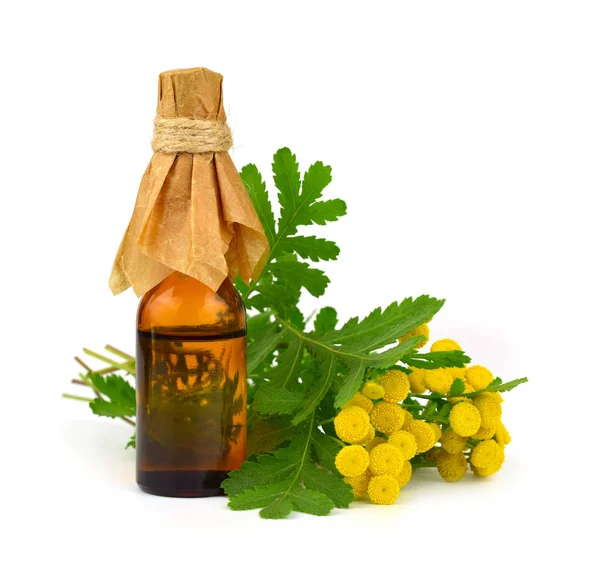 Stiefmütterchen Destillierten Ätherisches Oder Tinktur Medikament Einer Flasche Auch Tanacetum — Stockfoto