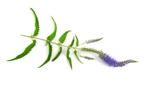 Veronica Longifolia Medicinal Herb Plant Also Garden Speedwell Longleaf Speedwell — Stock Photo, Image