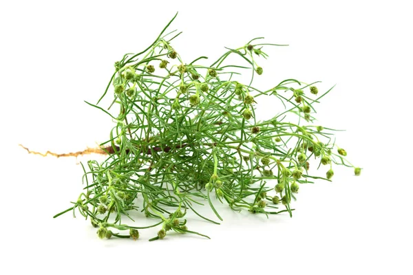 Psyllium Plantago Medicinal Herb Plant Psyllium Ispaghula Husk Seeds Common — Stock Photo, Image